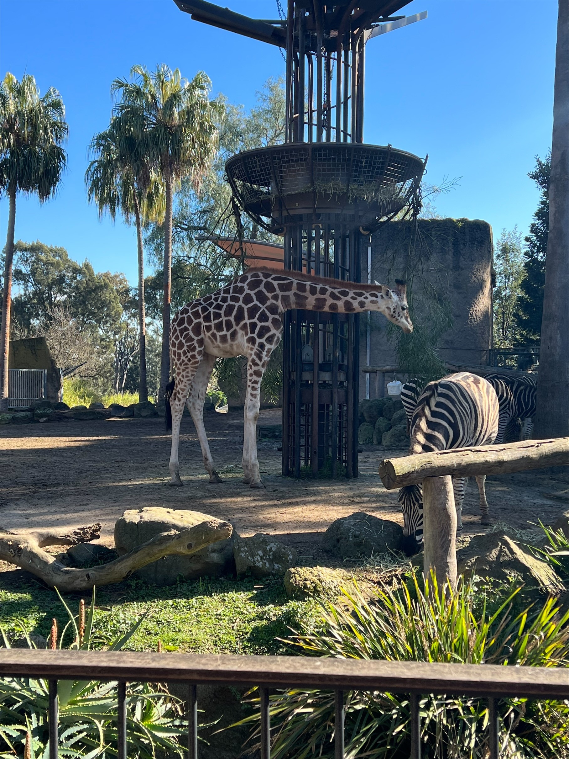 /uploaded_files/media/gallery/1659494485zoo 17.jpg